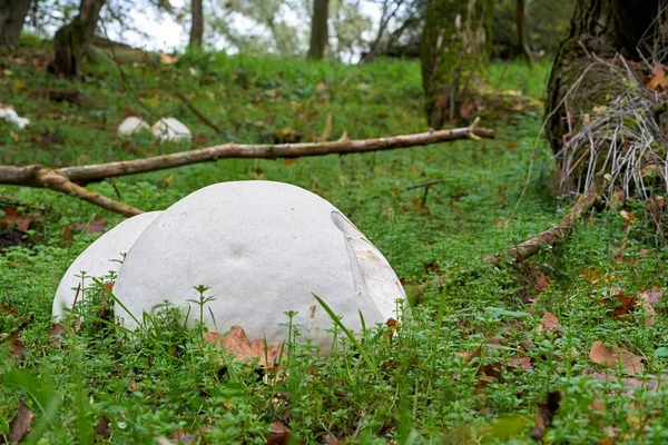 Boviste Géant Calvatia Gigantea Sur Une Prairie Dans Parc Magdebourg — Photo