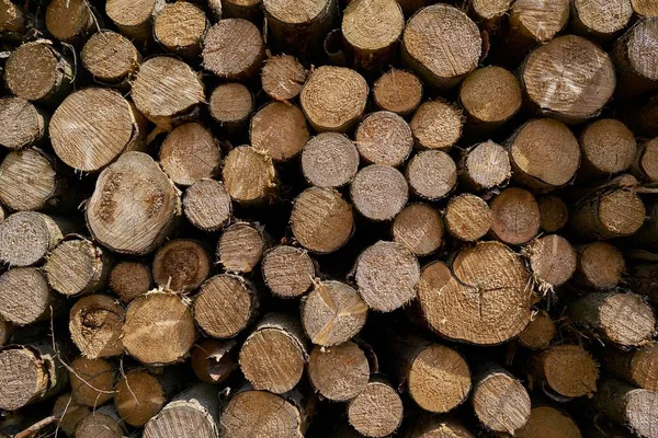 Řezané Kmeny Stromů Lesích Německu — Stock fotografie