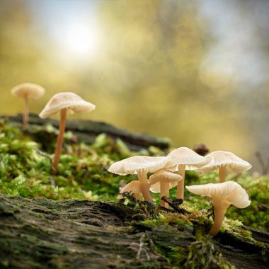   Ormandaki ölü bir ağaç gövdesinin üzerinde yaygın bir başlık (Mycena galericulata)                             