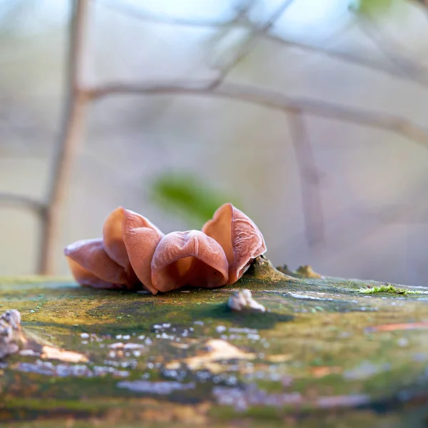 Judas Öra Auricularia Auricula Judae Död Trädstam Skogen — Stockfoto