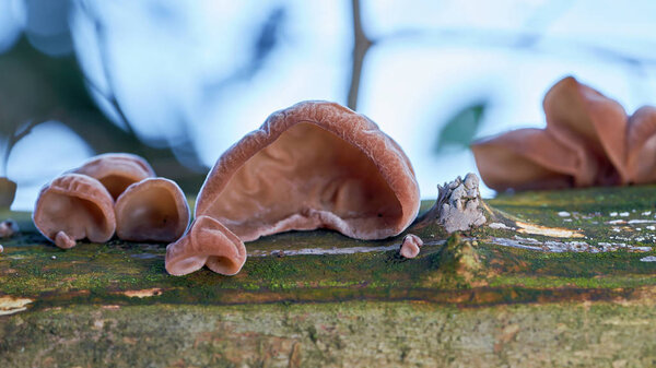 Judas ear (Auricularia auricula-judae) on a dead tree trunk in the forest                               