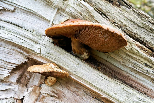 Hemipholiota Populnea Martwym Lesie Topoli — Zdjęcie stockowe