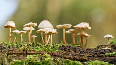     Ormandaki ölü bir ağaç gövdesinin üzerinde yaygın bir başlık (Mycena galericulata)                            