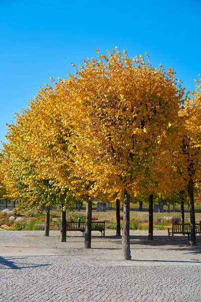 Листяні Дерева Жовтими Осінніми Барвами Парку Магдебурзі Німеччина — стокове фото