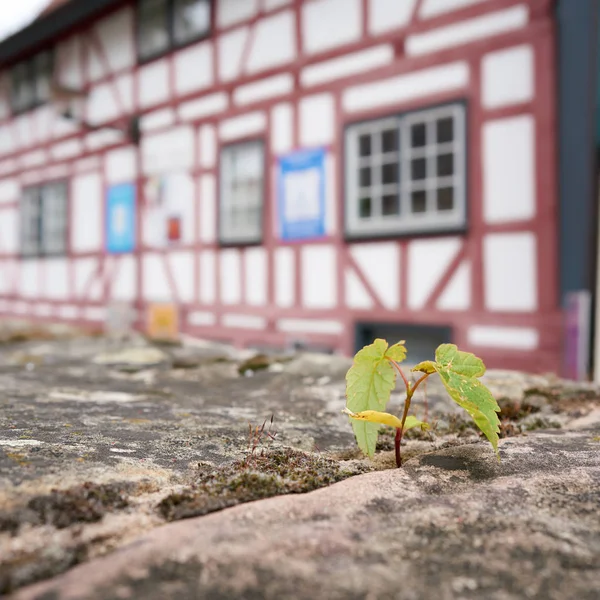 Survie Une Plante Sur Mur Dans Vieille Ville Schmalkalden Thuringe — Photo