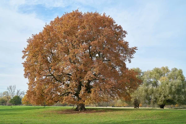 Старий Англійський Дуб Quercus Robur Лузі Біля Магдебурга — стокове фото