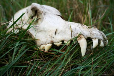Almanya 'da Magdeburg yakınlarındaki Elbe nehrinin kıyısında bir kurdun kafatasının kalıntıları.                               