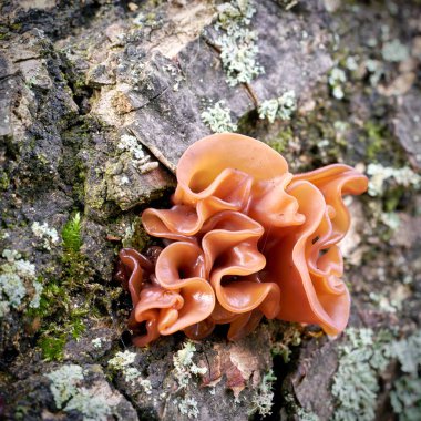 Ormandaki ölü bir ağaç gövdesinde Judas kulağı (Auricularia auricula-judae)                               