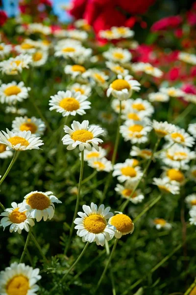 Blommande Margueriter Trädgård Sommaren — Stockfoto