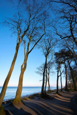 Baltık Denizi 'ndeki Warnemnde uçurumunda kayın ağaçları olan kıyı ormanı.