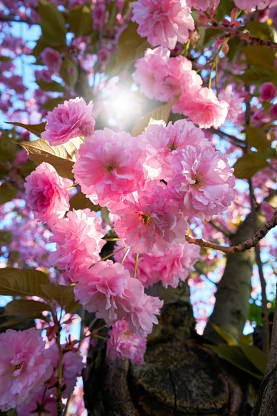 Цветы Вишне Весной Задней Части Света — стоковое фото
