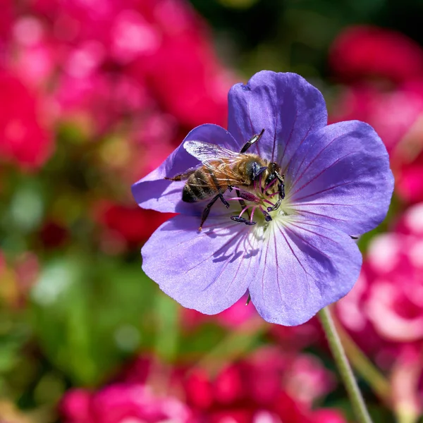 夏の庭の花で蜂 — ストック写真