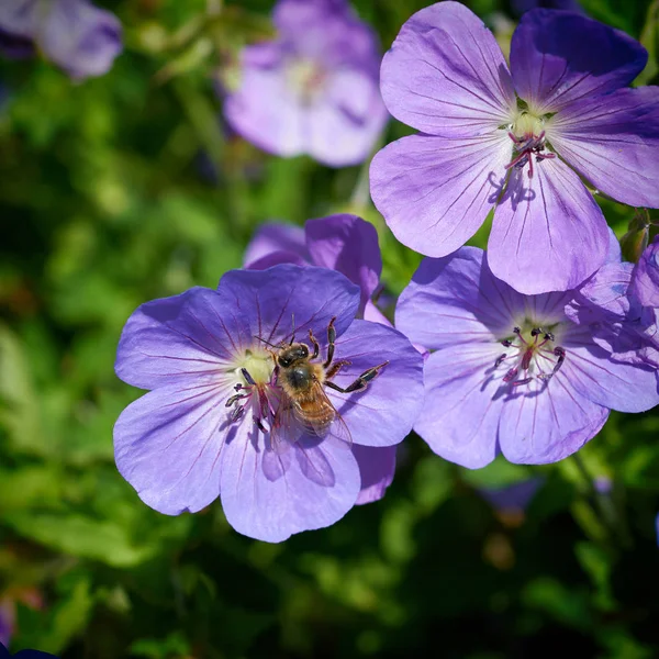 夏の庭の花で蜂 — ストック写真