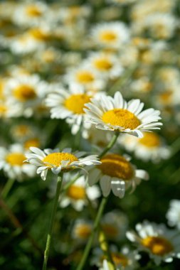   flowering marguerites in a flowerbed in summer                               clipart