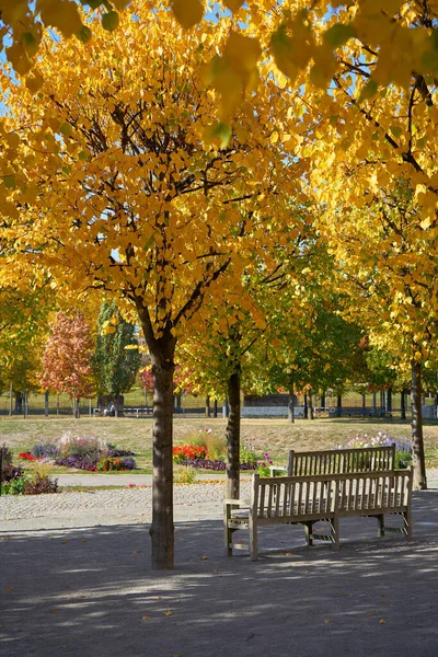 Δέντρα Φθινοπωρινό Χρωματισμό Δημόσιο Πάρκο Στο Magdeburg Της Γερμανίας — Φωτογραφία Αρχείου