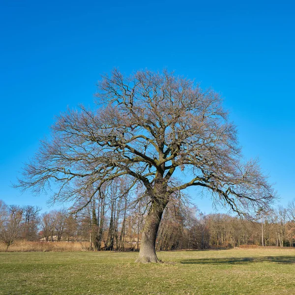 Old Oak Tree Meadow Village Flechtingen Germany — Stock Photo, Image