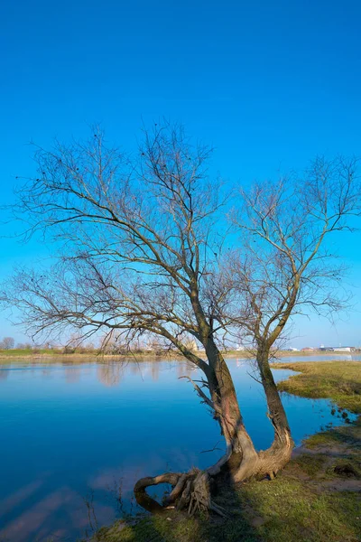Willow Banks River Elbe Magdeburg — Stock Photo, Image