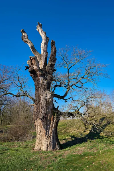 Old Oak Tree Park Magdeburg Spring — Stock Photo, Image