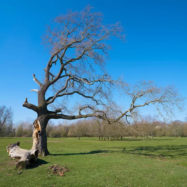 Old Oak Tree Park Magdeburg Spring — Stock Photo, Image