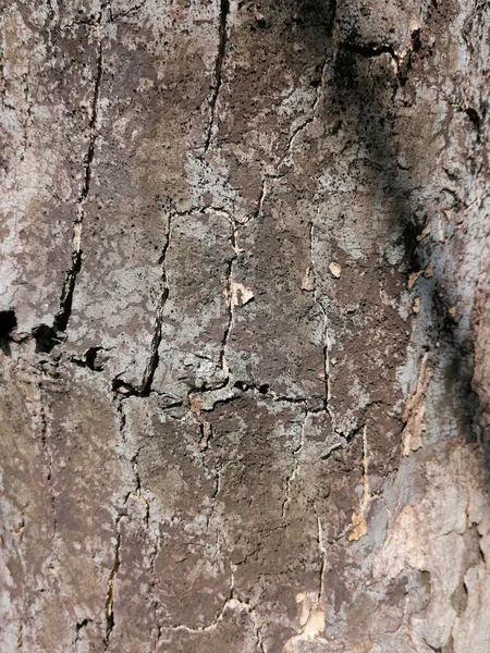 Abgestorbener Bergahorn Magdeburg Mit Symptomen Einer Vom Pilz Cryptostroma Corticale — Stockfoto