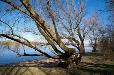 Elbe Nehri kıyısında, Magdeburg yakınlarındaki Elbe bisiklet yolunda söğüt.                                