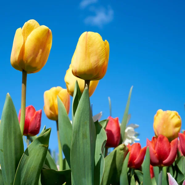 Flowering Tulips Garden Spring — Stock Photo, Image
