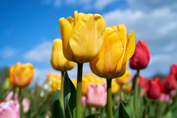 Blommande Tulpaner Trädgård Våren — Stockfoto