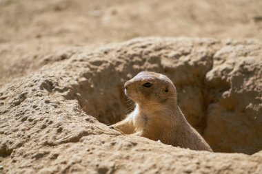 Young prairie dog keeps watch outside his cave                                clipart