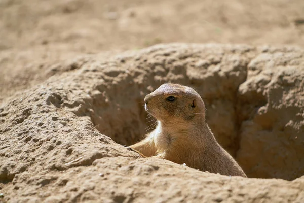 Young Prairie Dog Keeps Watch His Cave — Stock Photo, Image