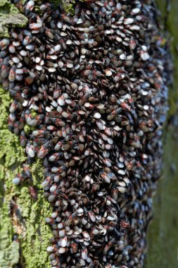 Lime Seed Bugs 'ın (Oxycarenus Lavabosu) Almanya' da Magdeburg 'da bir parktaki limon ağacına saldırısı                              