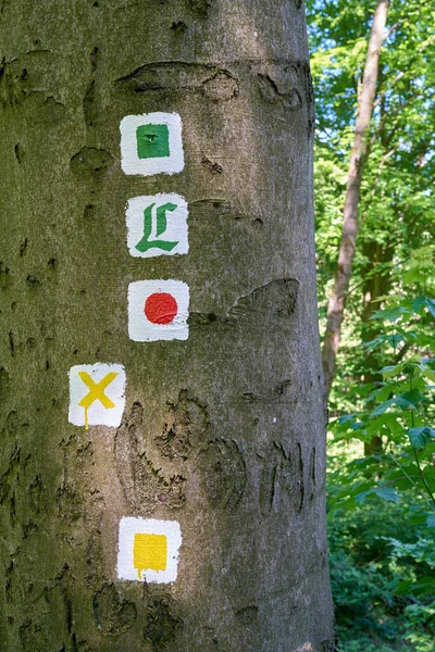 Marcaram Trilhas Caminhada Uma Árvore Floresta Turíngia Perto Friedrichroda Alemanha — Fotografia de Stock