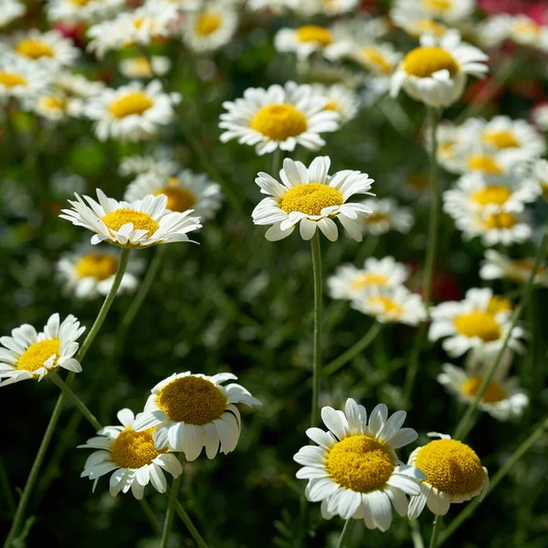 Blommande Margueriter Rabatt Sommaren — Stockfoto