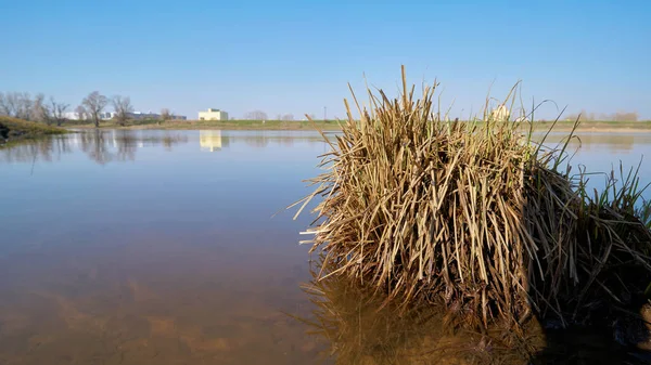 Tufty Trávy Mělké Vodě Březích Řeky Labe Magdeburgu Německu Pozadí — Stock fotografie