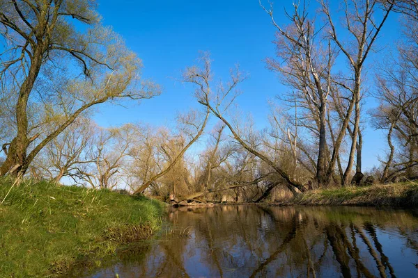 Naturlandskap Med Pilträd Vid Floden Ehle Nära Biederitz Sachsen Anhalt — Stockfoto
