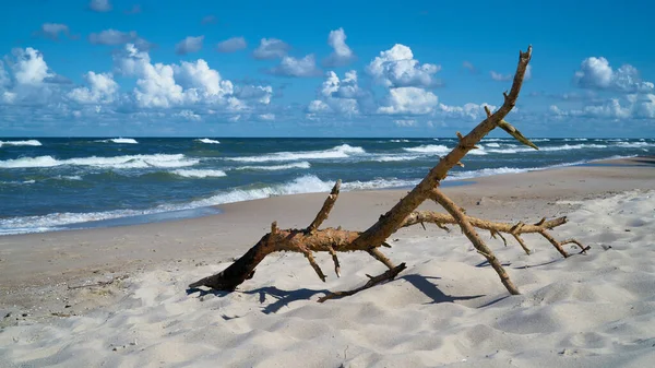Flotsam Beach Polish Baltic Sea Coast Rewal — Stock Photo, Image