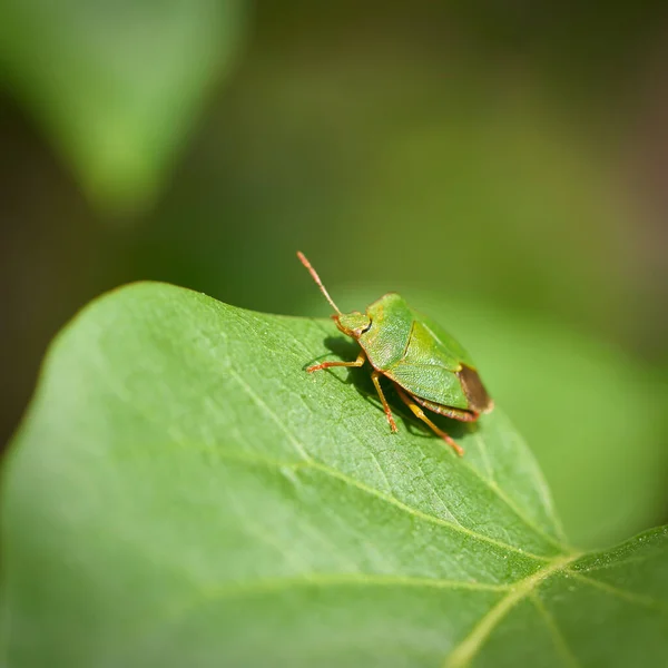 Leylak Yaprağının Üzerinde Yeşil Kokulu Böcek Palomena Prasina — Stok fotoğraf