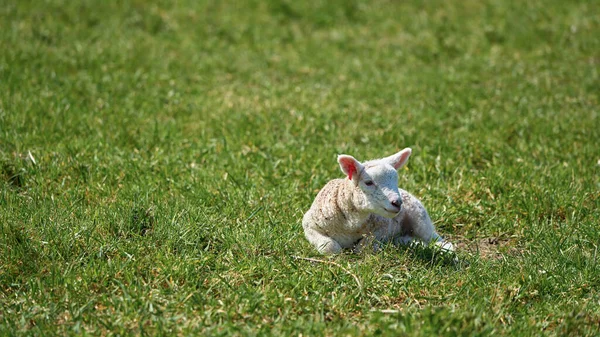 Jeune Agneau Nouveau Sur Une Prairie Printemps — Photo