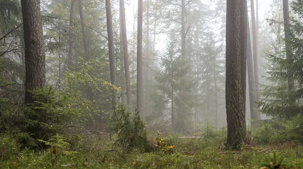 Лес в тумане с соснами, лиственные деревья и ели. Почва заросла мхом и папоротниками — стоковое фото