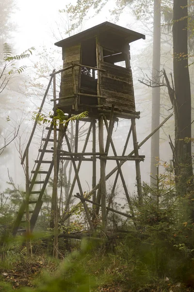 Houten jager neergestreken aan de bosrand in mist in het herfstdennenbos — Stockfoto