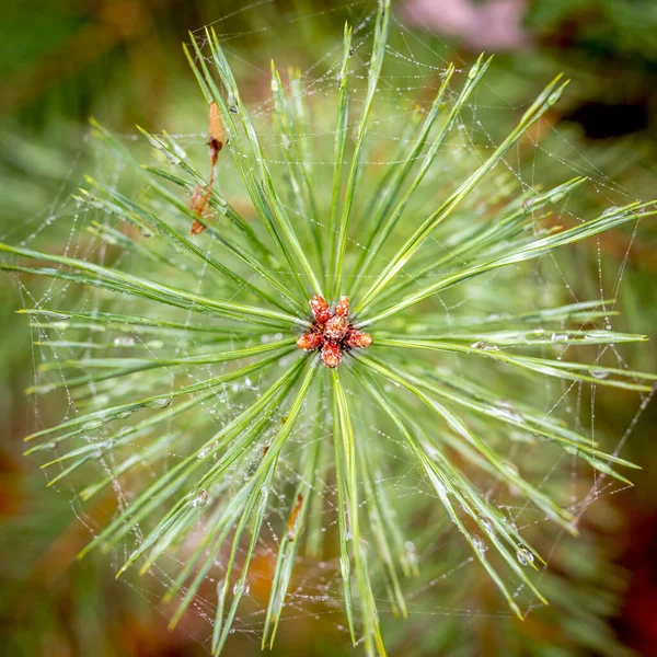 View from above on a young shoot a pine tree with dew drops — 图库照片