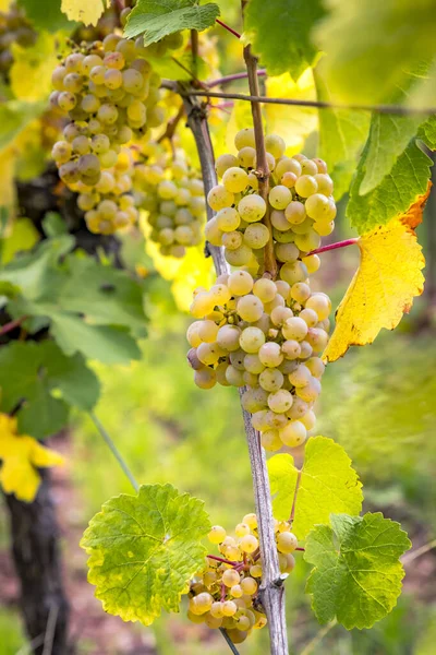 Ripe yellow grapes hang in the direct backlight of the sun — Stock Photo, Image