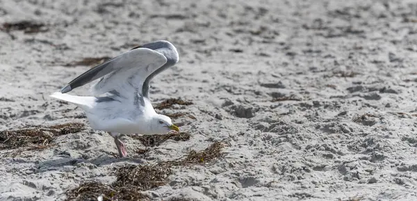 Mouette blanche du hareng survole la plage de sable de la mer Baltique avec des vagues — Photo
