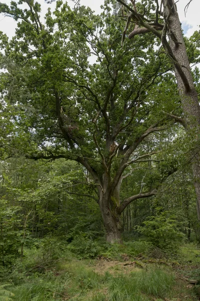 Quercia molto antica in un paesaggio boschivo tedesco brughiera con felce, erba e alberi decidui — Foto Stock