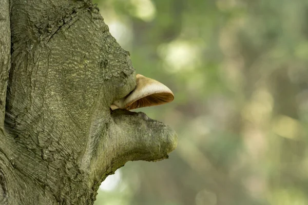 Uma tela de cogumelo cresce fora do buraco do nó de uma faia velha na frente de fundo borrado — Fotografia de Stock