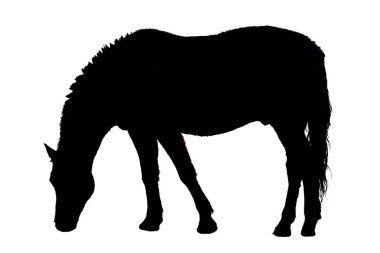 Horse eating as illustration in black and white