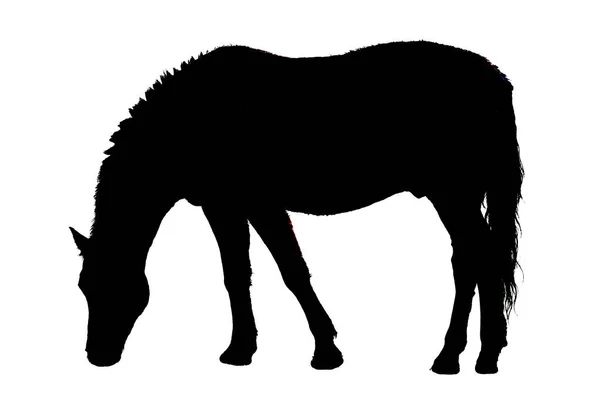 Cavalo comendo como ilustração em preto e branco — Fotografia de Stock