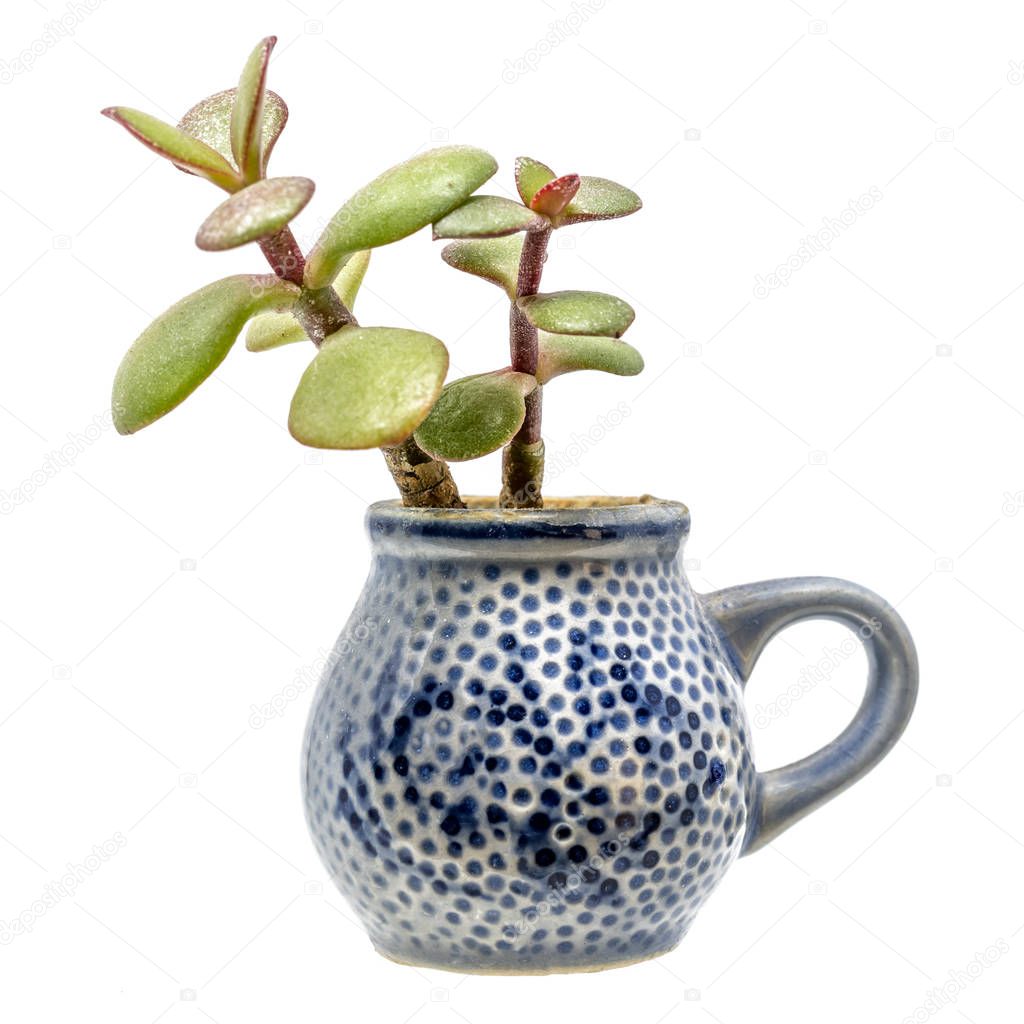 Small plant with thick leaves grows out of a blue pitcher of stone goods