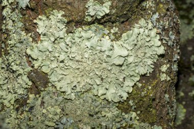 Yaşlı bir meyve ağacının kabuğundaki gri bir ağaç yosunu yakın planda.