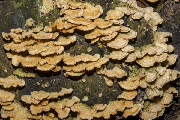 Collection de champignons des arbres jaunes à la surface veloutée — Photo