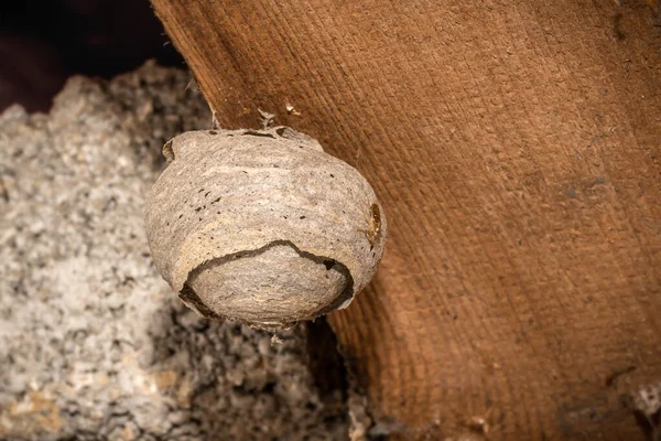 Nid de guêpe gris abandonné rond accroché à une poutre en bois — Photo